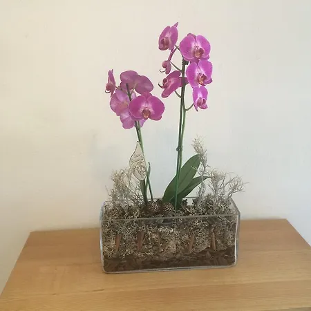 Cukr Apartmán